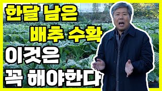 배추 수확 한달 남은 지금, 배추 맛있게 키우는 법