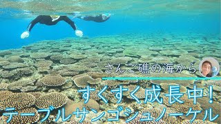 【石垣島でシュノーケリング】サンゴがすくすく成長中♪2月28日　シュノーケリングツアーの様子♪