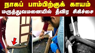 நாகப் பாம்பிற்குக் காயம் - மருத்துவமனையில் தீவிர சிகிச்சை