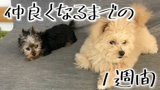 お迎えした子犬と先住犬が仲良くなるまでの1週間【ポメプー】【ヨーキー】