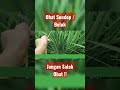 insektisida Sundep Beluk ulat penggerek batang padi #nursamtri #tutorialbertani #seputarpertanian