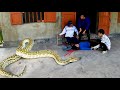 Poor Girl Got Attacks by World Most Largest Snake | Mike Vlogs