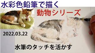 【水彩色鉛筆画】水筆のタッチを活かして描く三毛猫。柔らかい和風的な雰囲気で描きます