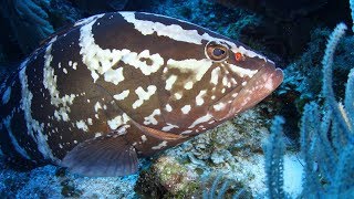 Grouper Moon The Next Phase: A Guy Harvey Expedition