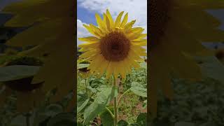 സൂര്യകാന്തി പൂവ്/Common sunflower plant/ Helianthus annuus.