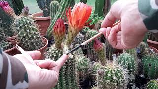 Cactus Jerk S1E212 Pollinating a Broken Cactus Flower