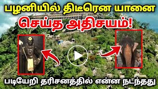 திடீரென பழனியில் யானை படி ஏறி வந்து நேர்த்திக்கடன் செலுத்தியதா ? பரபரப்பு !   #பழனி