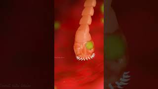 ஆபத்தான புழுக்கள்  || Bear Infested with Tapeworm || Tamil Info Share #shorts