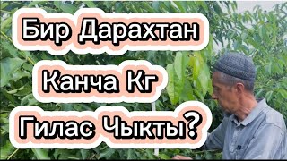 Бир Дарахтан Канча Кг Гилас Чыкты