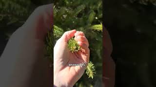 Conifer (Pine tree) Identification tips! #wildmedicine #pine #trees