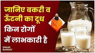 जानिए बकरी व ऊँटनी का दूध (Milk) किन रोगों में लाभकारी है || Swami Ramdev