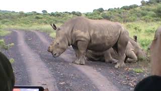 M2U00051 White Rhinos After Long Night