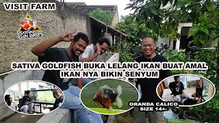 SATIVA GOLDFISH LELANG IKAN KOKI BUAT AMAL  || VISIT FARM