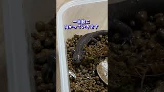 向かっていくサンショウウオ