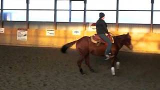 RN OZZY JAC 2004 Reining Stallion