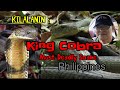 KING COBRA, #1 KILLER SNAKE IN THE PHILIPPINES