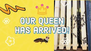 Compost bees Ep 5 | Our Rottnest Island Queen bee has arrived!