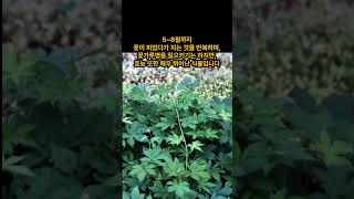 고혈압, 아토피에 좋은 환삼덩굴 #건강 #약초 #산나물