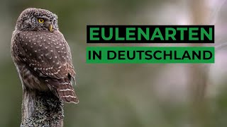 Die Eulenarten Deutschlands