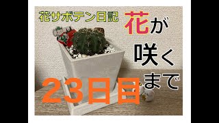 花サボテン日記 23日目 - DCコミックイベント！-