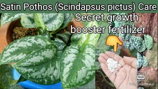 Care of Satin Pothos (Scindapsus pictus) Silver pothos / silver philodendron