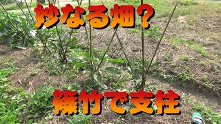 2022 6 9 妙なる畑？ 篠竹で支柱