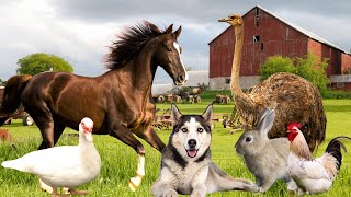 Farm Animals Part 2 - Dog, Horse, Chicken, Duck, Pig