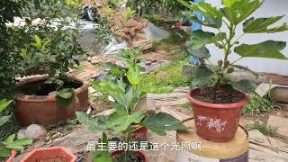 要想盆栽无花果结果多长的壮，很简单！记住这5个要点就行了！