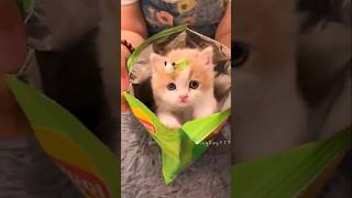 قطه كيوت|تربية القطط|قطه المنزل|قطه تاكل شيبس|مقطع مضحك 🐈