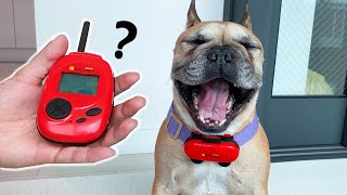 Using Dog Translator With My Singing Dog | SHOCKING RESULTS