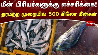 மீன் பிரியர்களுக்கு எச்சரிக்கை! தரமற்ற முறையில் 500 கிலோ மீன்கள் | SathiyamTV