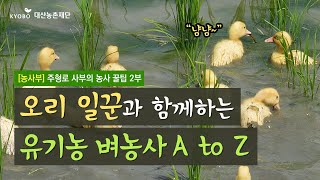 [농사부] 🌾 #주형로 사부 (2) 오리 일꾼과 함께하는 유기농 벼농사 A to Z 🦆