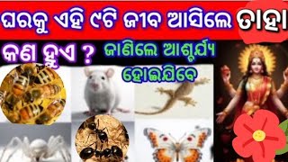 ଶ୍ରାବଣ ମାସରେ jadi ଘରକୁ ଆସନ୍ତି ଏହି ଜୀବଜନ୍ତୁ ତାହେଲେ ଆପଣ ଙ୍କର ଭଲ ସମୟ ଆସିବା ସଂକେତ/#sawan2023