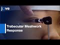 Trabecular Meshwork Response to Pressure Elevation in the Human Eye | Protocol Preview