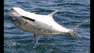 Another Fishing Day in Palm Jumeirah Dubai