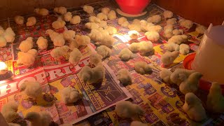 Where to buy days old chicks | how to buy day old chicks from a hatchery | how much is day old chick