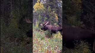 An elk in the forest #horse #elk #nature #forest #adventure