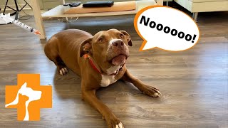 PENNY GOES TO THE VET | Robby and Penny