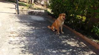 Narla in obedience training. Week 2 clip