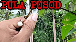 PULA PUSOD EDITION (GAGAMBA HUNTING)PAPA PEEJHONG