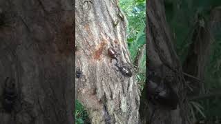 Allomyrina dichotoma commonly known as the Japanese rhinoceros beetle  Watch this extraordinary exam