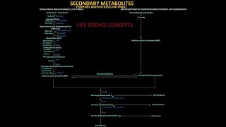 Secondary Metabolite  (Terpenes Biosynthesis Pathways)