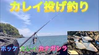 【投げ釣り】日本海の海岸でカレイ狙いでキタ色々な魚達