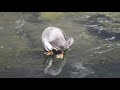 子ガモの羽ばたきspot billed duck（軽鴨 anas zonorhyncha）鳥綱カモ目カモ科マガモ属　dscn5072