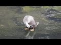 子ガモの羽ばたきspot billed duck（軽鴨 anas zonorhyncha）鳥綱カモ目カモ科マガモ属　dscn5072