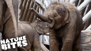 Can Baby Elephants Learn to Get Along? | The Secret Life of the Zoo | Nature Bites