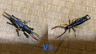 ケラvsハサミムシ　Mole crickets vs earwigs