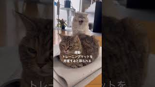 ストーカー猫の1日