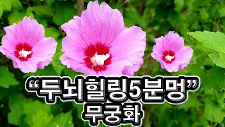 랜선힐링, 안양천 산책, 두뇌힐링 5분 \