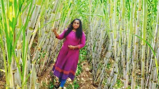 Visit to Siruvalur Village, Erode, Beautiful Sugarcane Farm #manjalpillaiyar